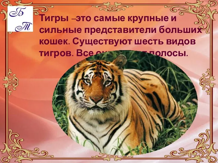 Тигры –это самые крупные и сильные представители больших кошек. Существуют шесть