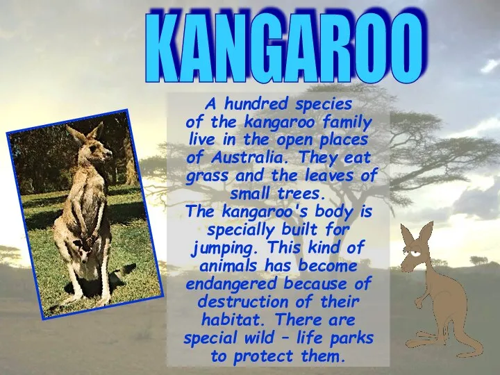KANGAROO A hundred species of the kangaroo family live in the