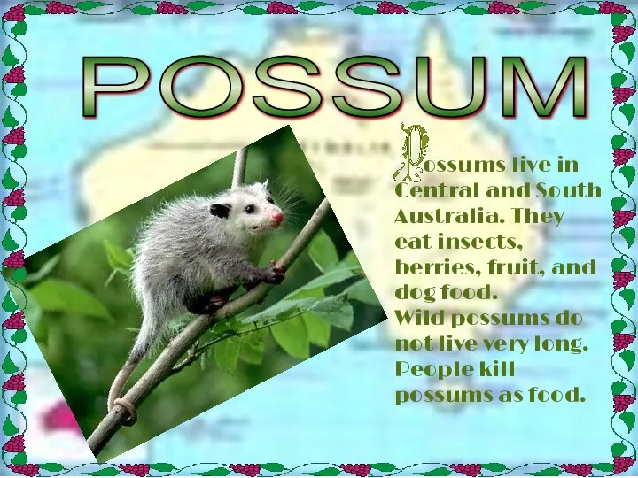 POSSUM ossums live in Central and South Australia. They eat insects,