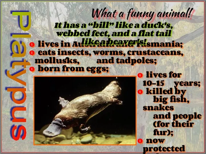 What a funny animal! lives in Australia and Tasmania; eats insects,