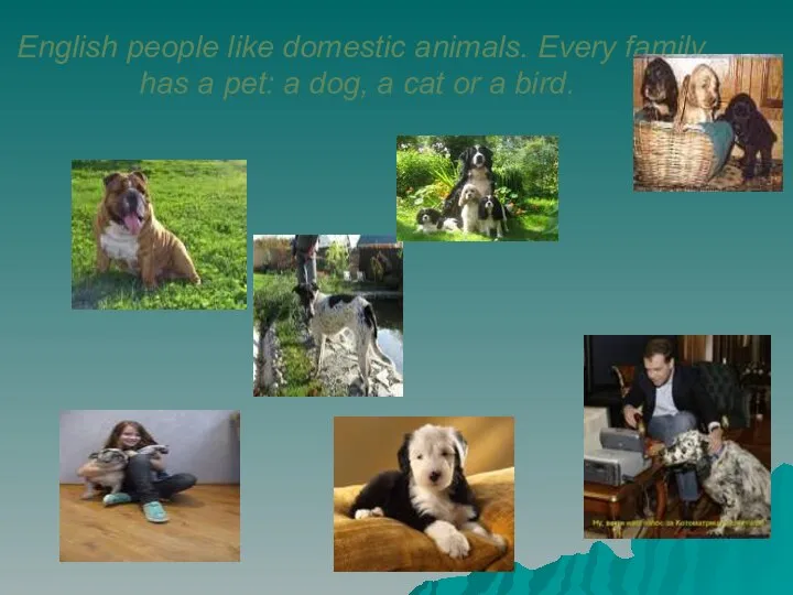English people like domestic animals. Every family has a pet: a