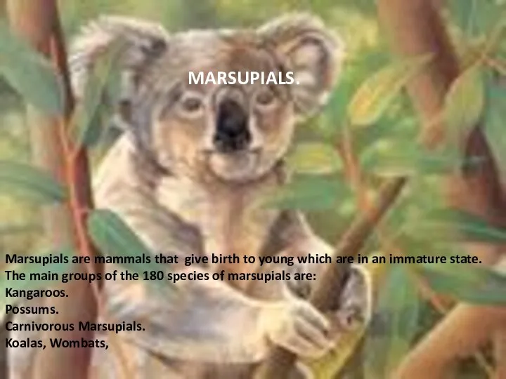 Marsupials are mammals that give birth to young which are in