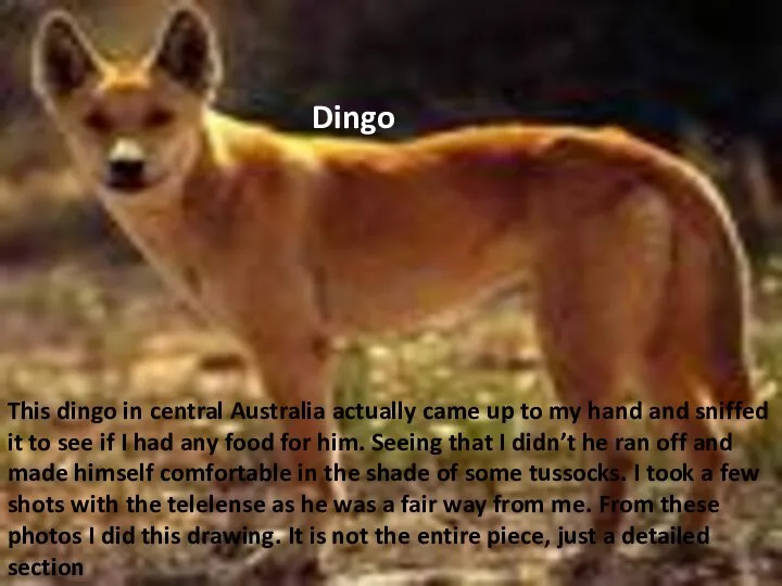 This dingo in central Australia actually came up to my hand