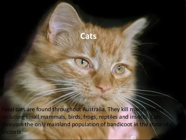 Feral cats are found throughout Australia. They kill many animals including