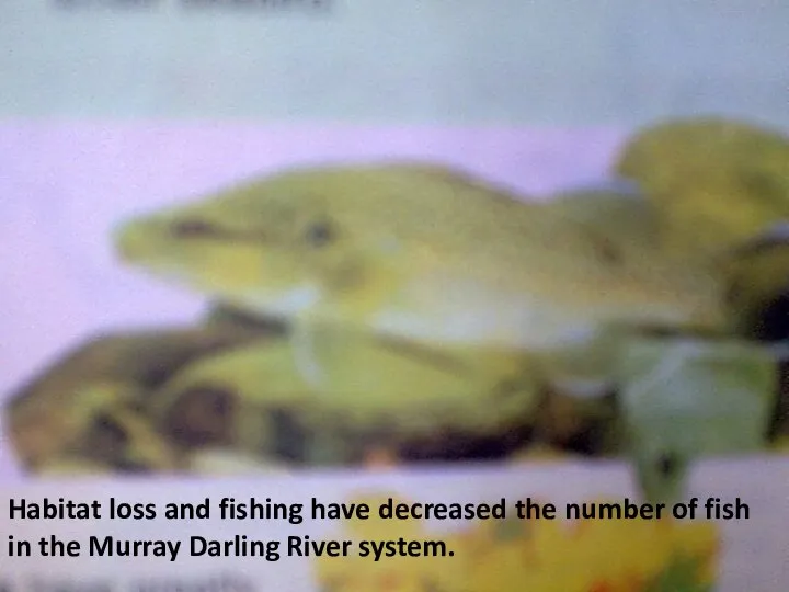 Habitat loss and fishing have decreased the number of fish in the Murray Darling River system.