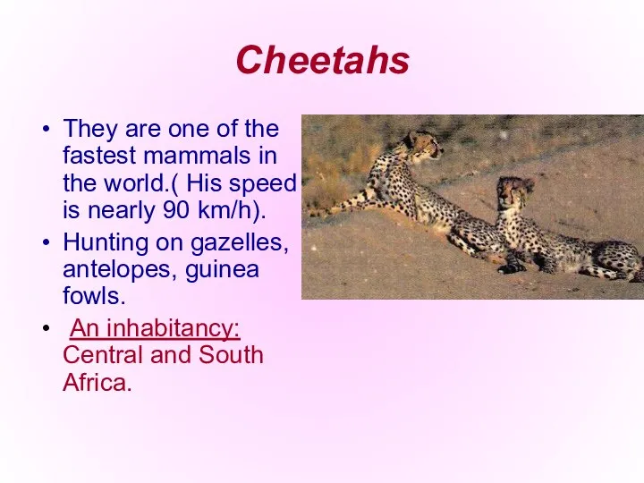 Cheetahs They are one of the fastest mammals in the world.(