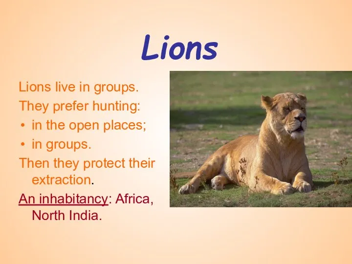 Lions Lions live in groups. They prefer hunting: in the open