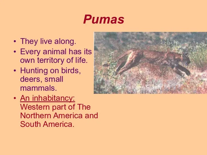 Pumas They live along. Every animal has its own territory of