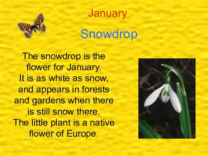 January Snowdrop The snowdrop is the flower for January. It is
