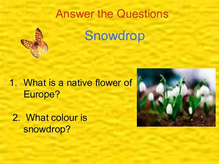 Answer the Questions Snowdrop What is a native flower of Europe? 2. What colour is snowdrop?