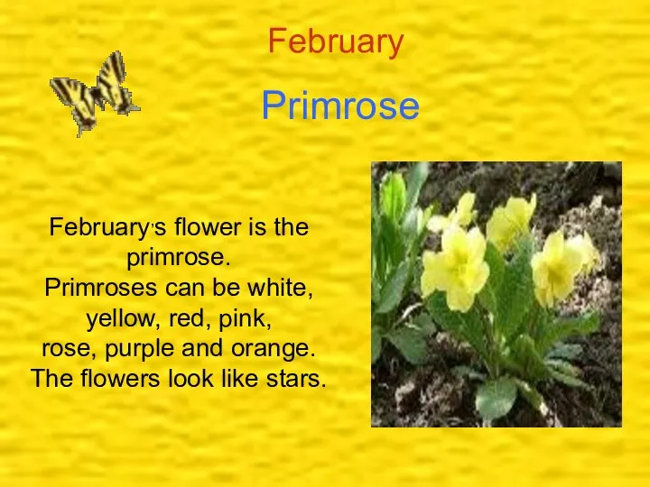 February Primrose February,s flower is the primrose. Primroses can be white,