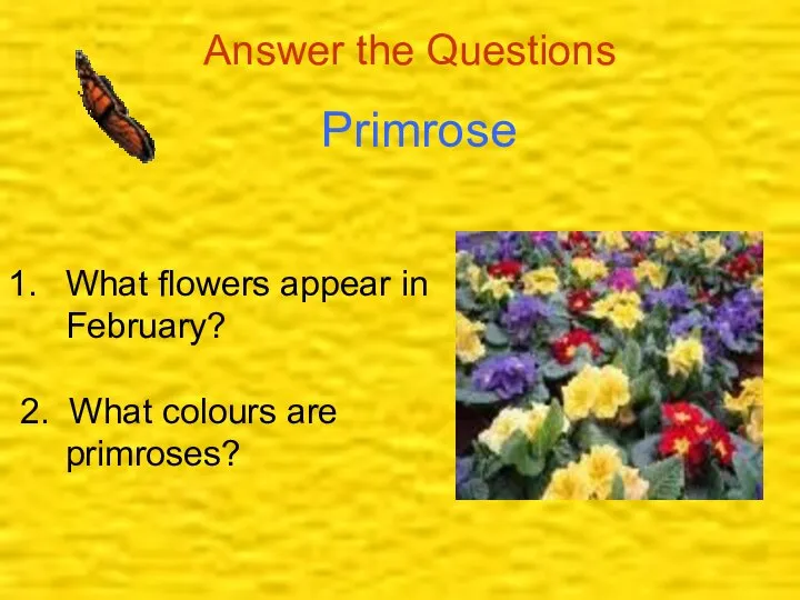 Answer the Questions Primrose What flowers appear in February? 2. What colours are primroses?
