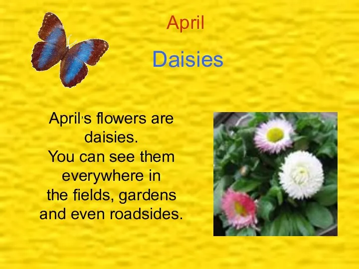Daisies April April,s flowers are daisies. You can see them everywhere