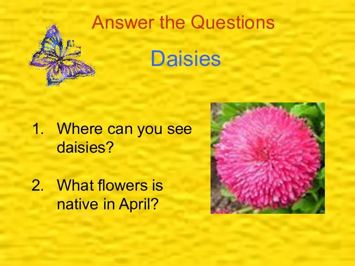 Daisies Answer the Questions Where can you see daisies? What flowers is native in April?
