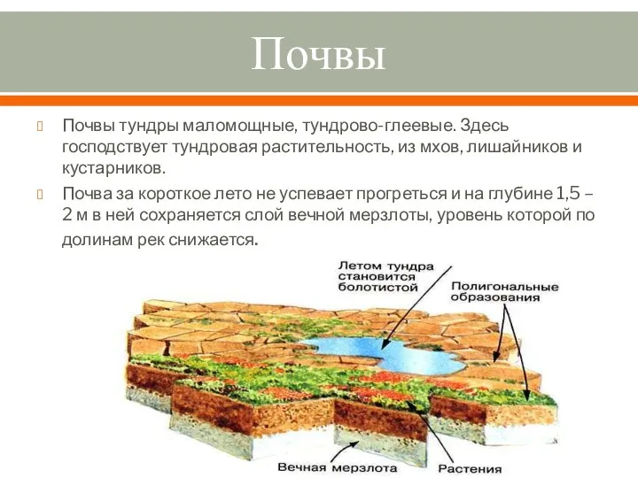 Почвы Почвы тундры маломощные, тундрово-глеевые. Здесь господствует тундровая растительность, из мхов,