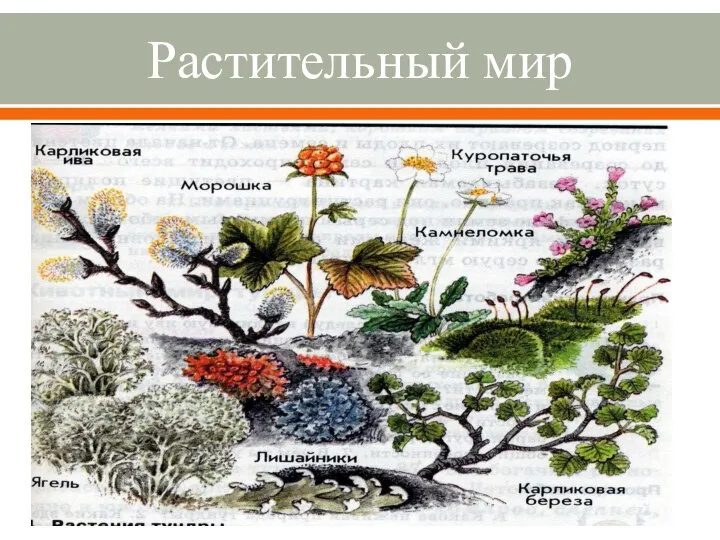 Растительный мир