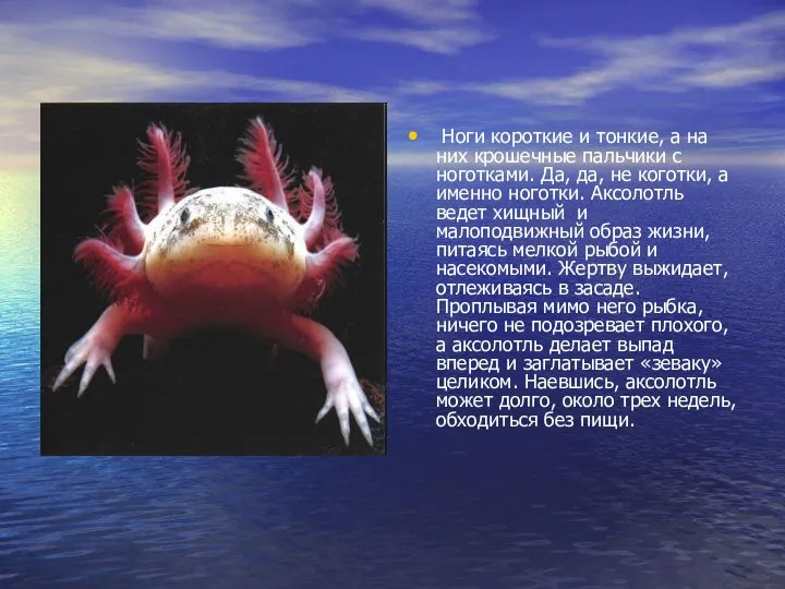 Ноги короткие и тонкие, а на них крошечные пальчики с ноготками.