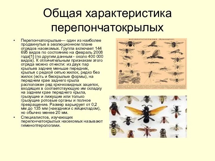 Общая характеристика перепончатокрылых Перепончатокрылые— один из наиболее продвинутых в эволюционном плане