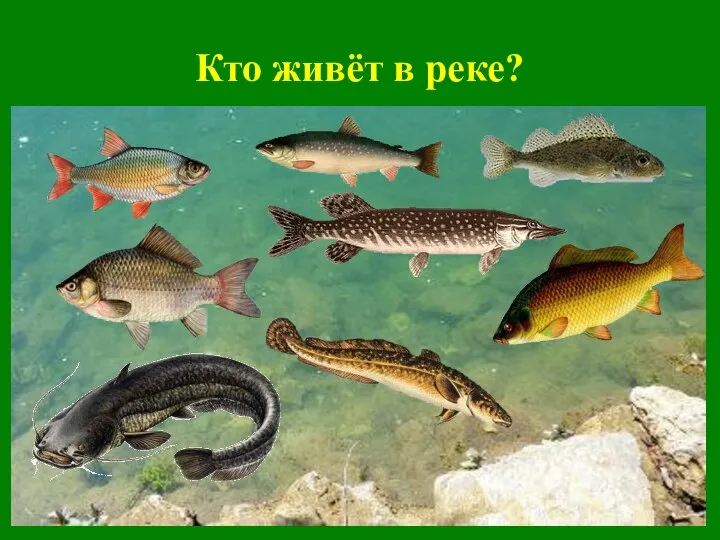 Кто живёт в реке?