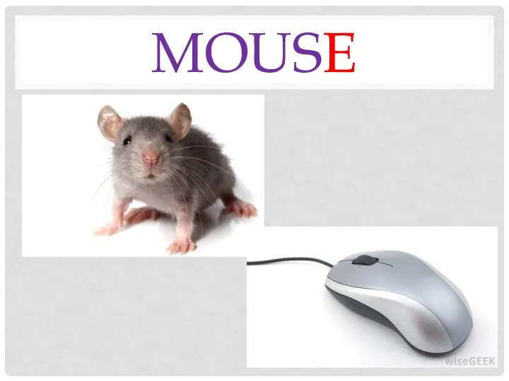 mouse