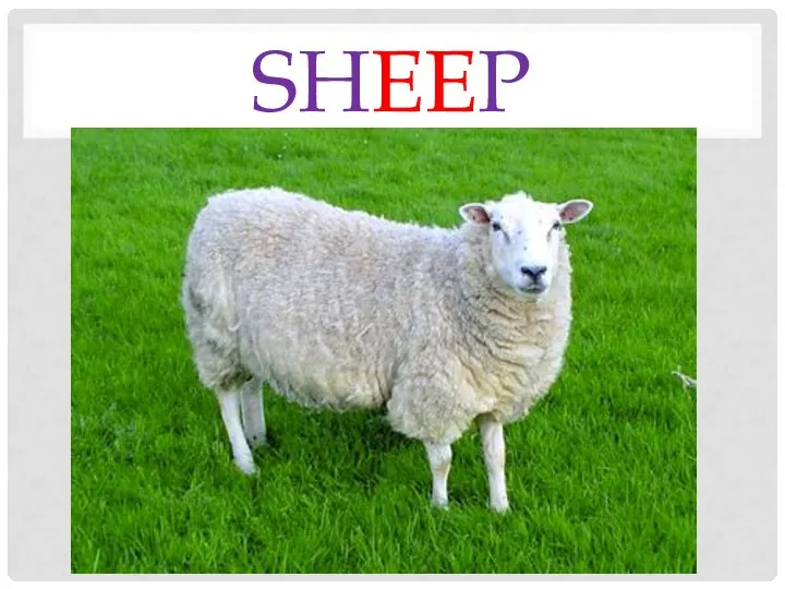 sheep