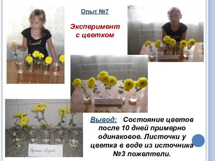 Опыт №7 Эксперимент с цветком Вывод: Состояние цветов после 10 дней