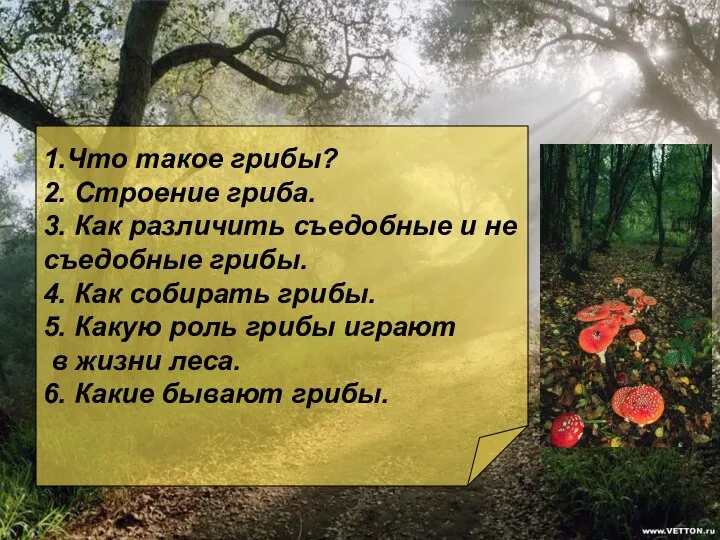 Содержание 1.Что такое грибы? 2. Строение гриба. 3. Как различить съедобные