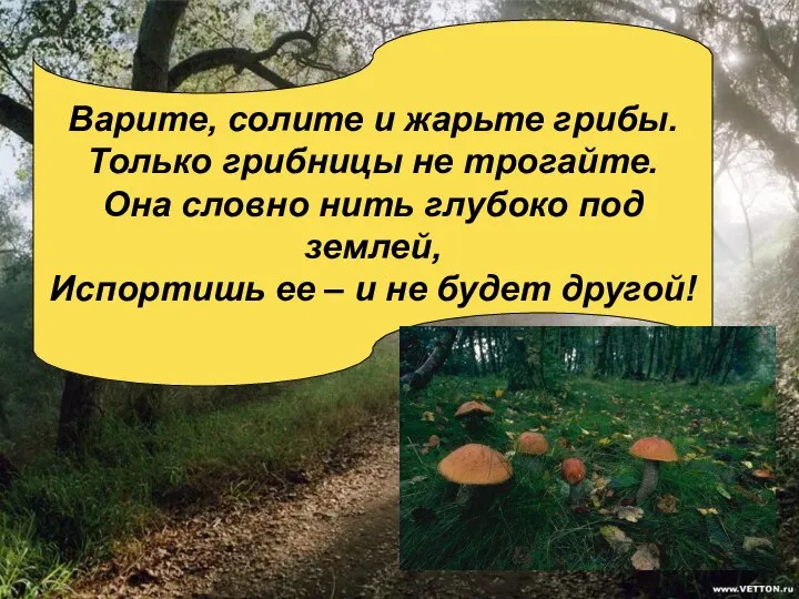 Варите, солите и жарьте грибы. Только грибницы не трогайте. Она словно