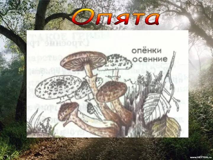 Опята