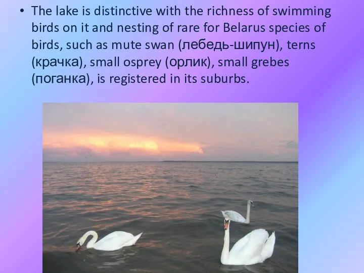 The lake is distinctive with the richness of swimming birds on
