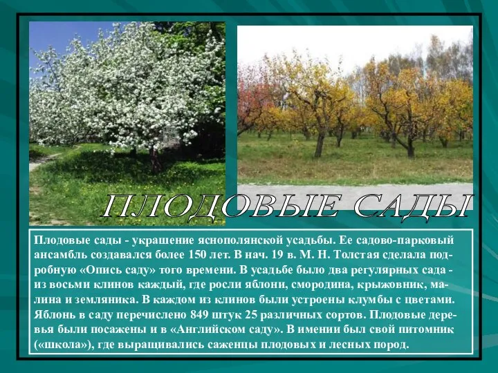 ПЛОДОВЫЕ САДЫ Плодовые сады - украшение яснополянской усадьбы. Ее садово-парковый ансамбль