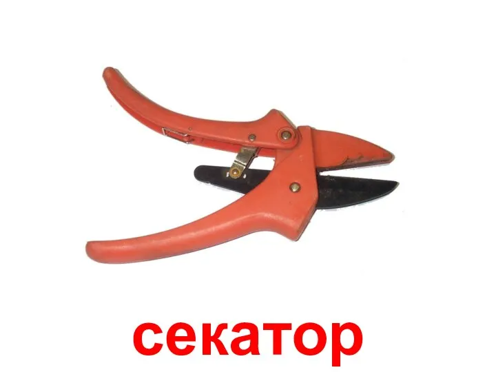 секатор