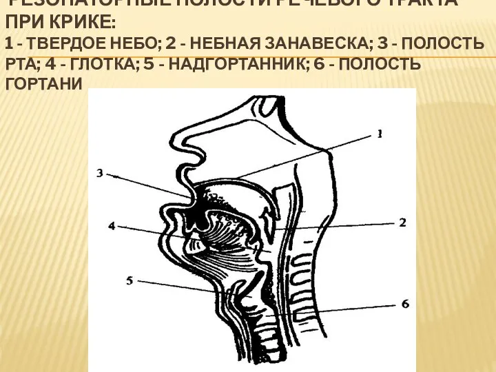 Резонаторные полости речевого тракта при крике: 1 - твердое небо; 2