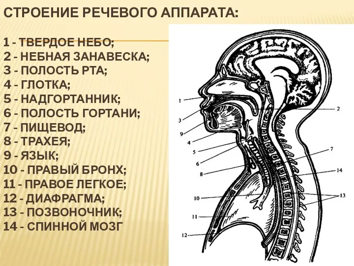 Строение речевого аппарата: 1 - твердое небо; 2 - небная занавеска;