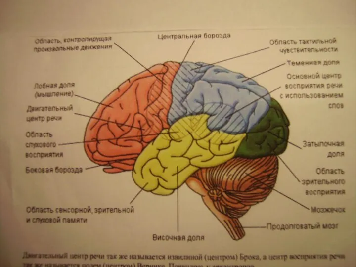 ЗОНА БРОКА И ВЕРНИКЕ