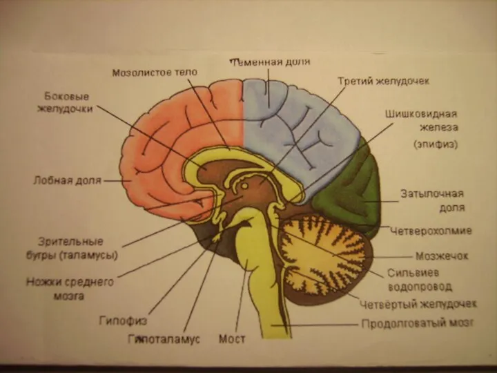 ВНУТРЕННИЕ ОТДЕЛЫ МОЗГА