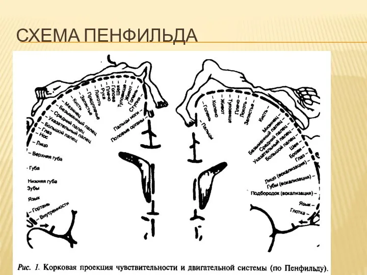 Схема ПЕНФИЛЬДА