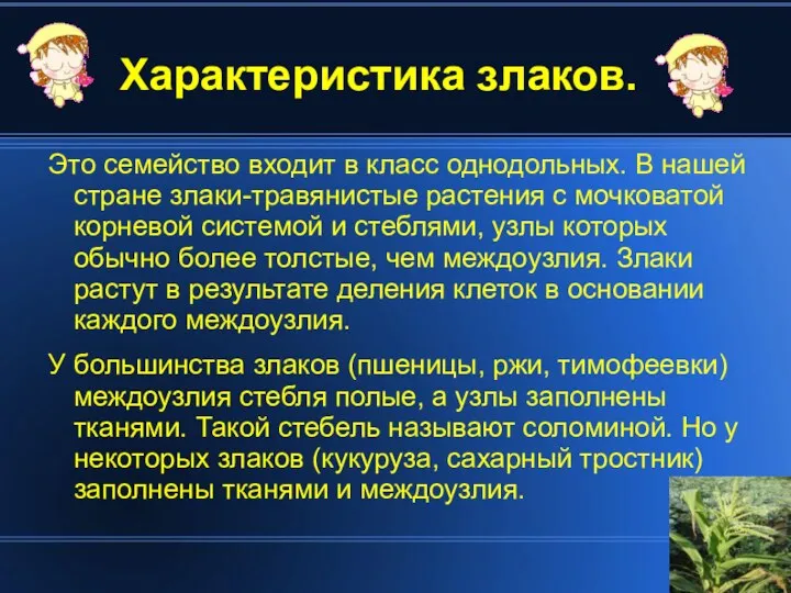 Характеристика злаков. Это семейство входит в класс однодольных. В нашей стране