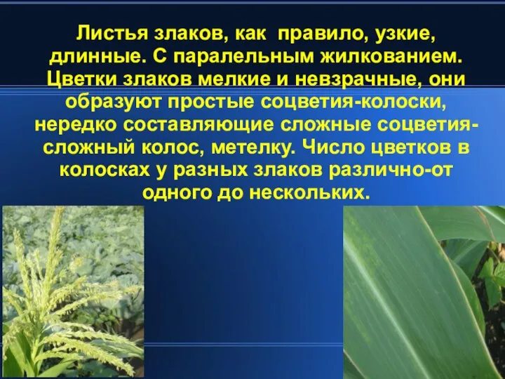 Листья злаков, как правило, узкие, длинные. С паралельным жилкованием. Цветки злаков