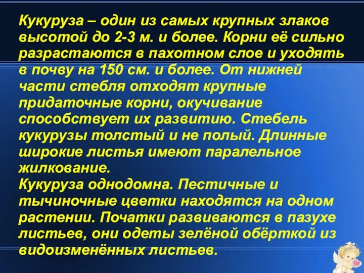 Кукуруза – один из самых крупных злаков высотой до 2-3 м.