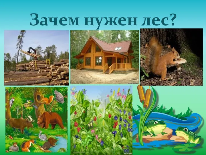 Зачем нужен лес?