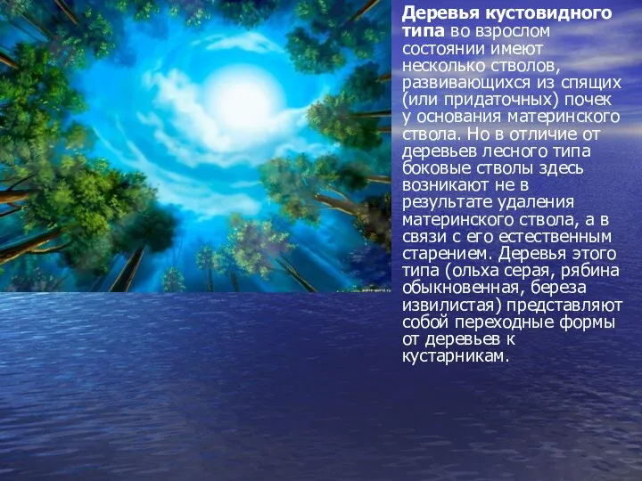 Деревья кустовидного типа во взрослом состоянии имеют несколько стволов, развивающихся из