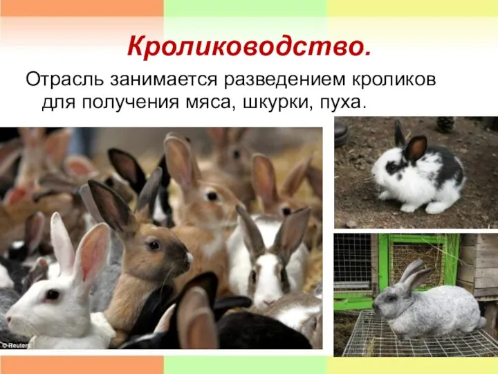 Кролиководство. Отрасль занимается разведением кроликов для получения мяса, шкурки, пуха.