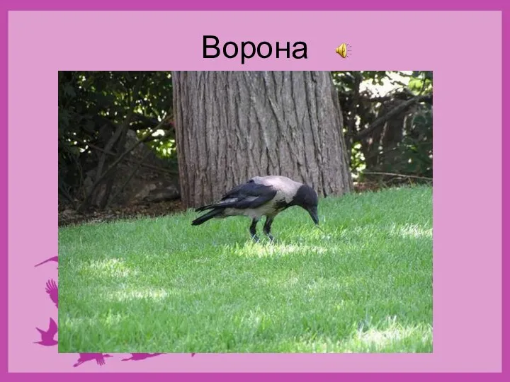 Ворона