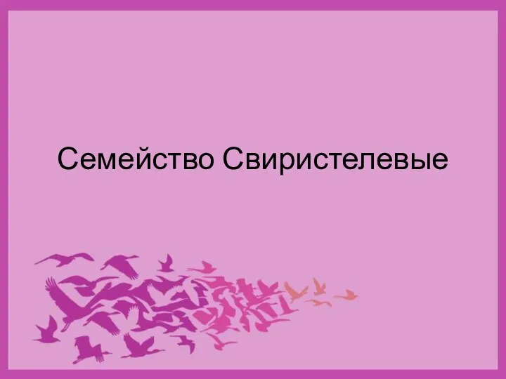 Семейство Свиристелевые