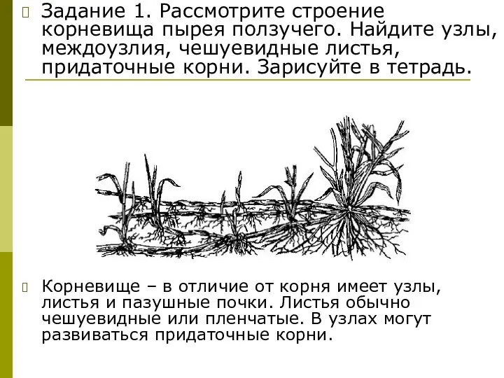 Задание 1. Рассмотрите строение корневища пырея ползучего. Найдите узлы, междоузлия, чешуевидные