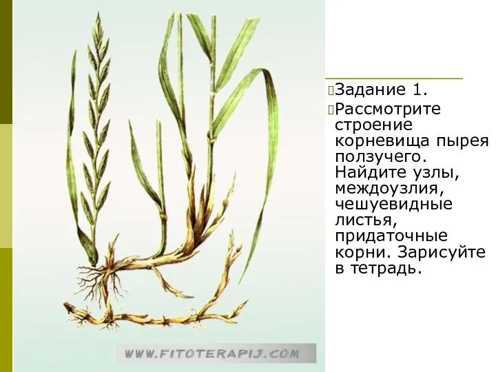 Задание 1. Рассмотрите строение корневища пырея ползучего. Найдите узлы, междоузлия, чешуевидные