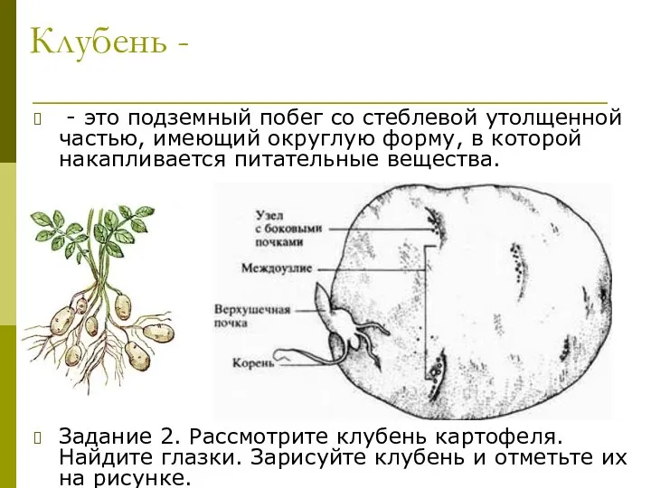 Клубень - - это подземный побег со стеблевой утолщенной частью, имеющий