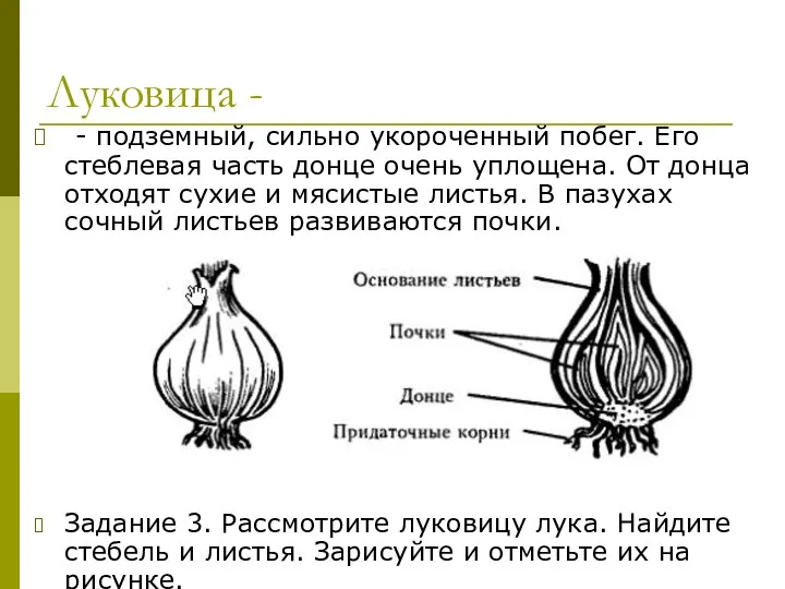 Луковица - - подземный, сильно укороченный побег. Его стеблевая часть донце