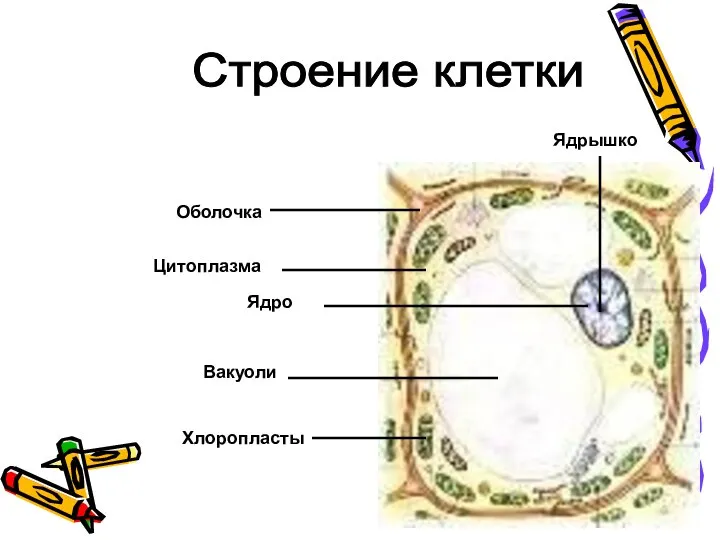 Хлоропласты Вакуоли Ядро Оболочка Ядрышко Строение клетки Цитоплазма